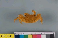 藏品(方形大額蟹)的圖片